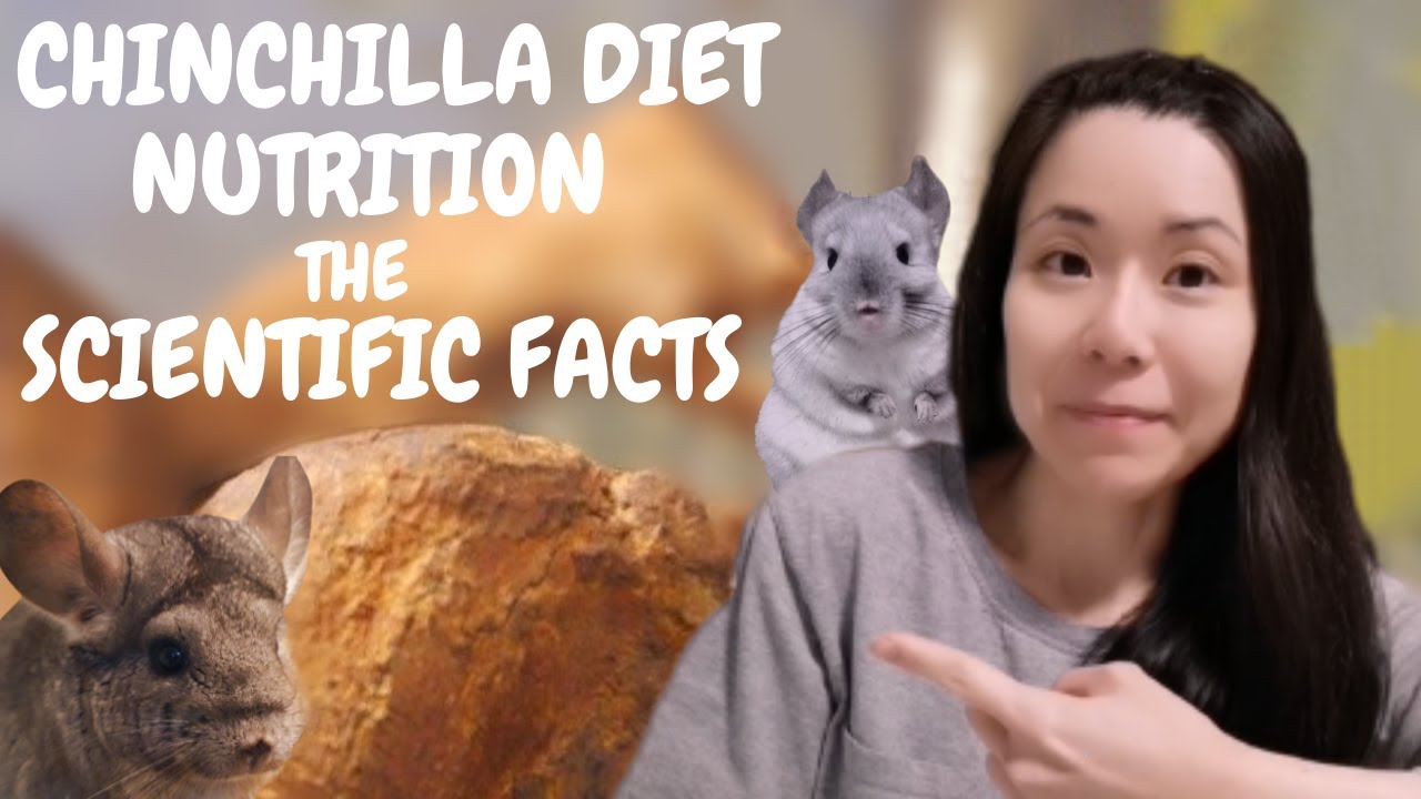 Chinchilla diet