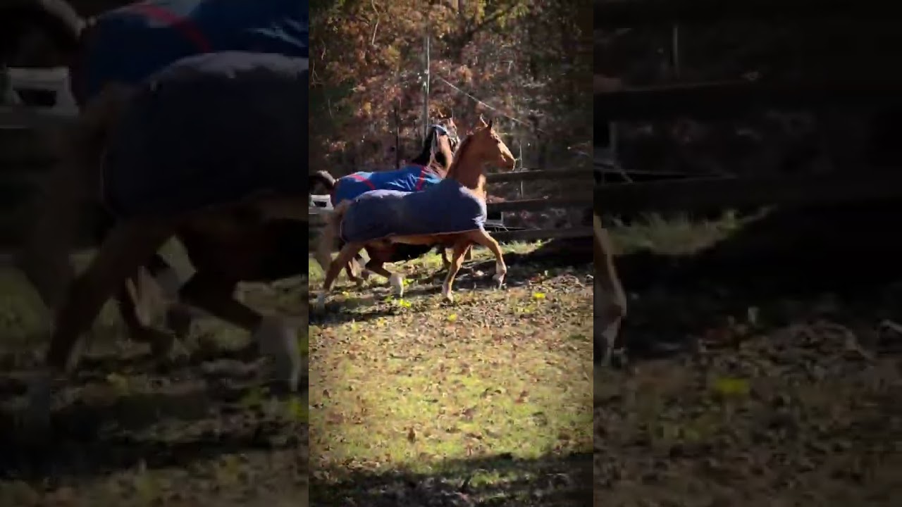 elroy is a big fan of retired life🥹|