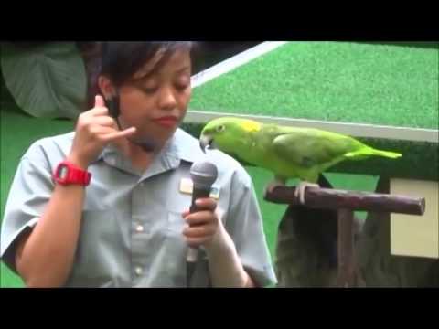 Singapore Attractions Tickets Promotion - Jurong Bird Park