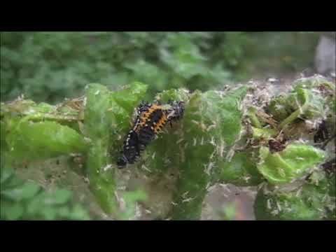 Video: Nervové Obvody Pohánějící Larvální Lokomoce V Drosophile