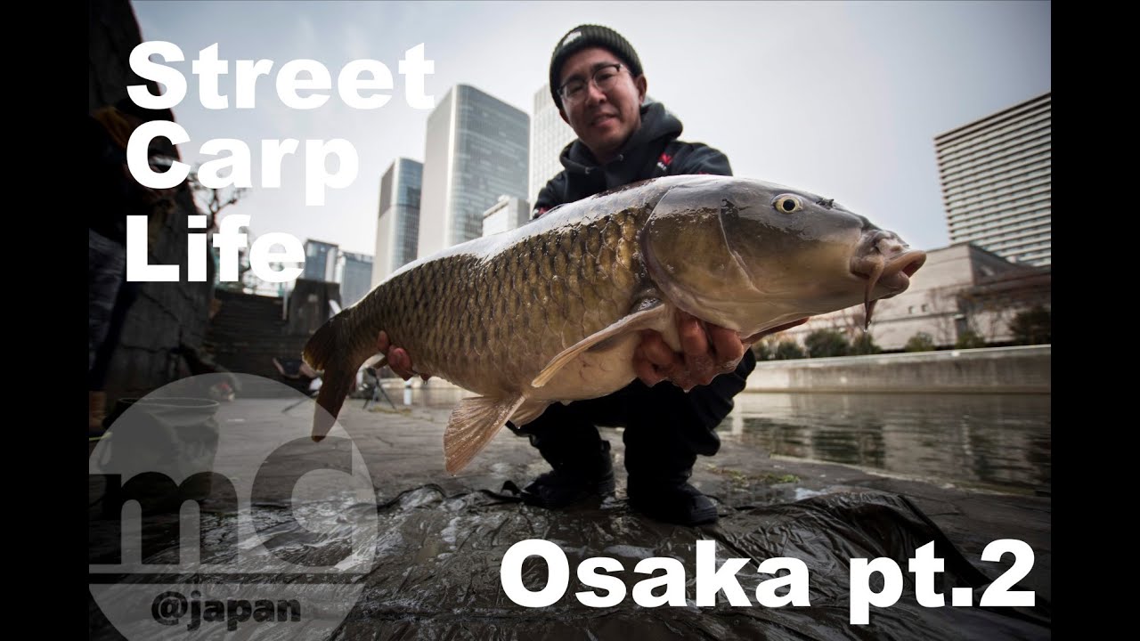 Street Carp Life Osaka Pt 2 大阪市内での鯉釣り2 Youtube