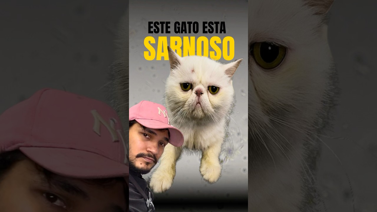 POBRE GATO, TIENE SARNA!! ⚠️🆘