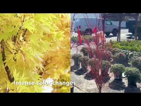 Βίντεο: Japanese Maples For Zone 3 Gardens: Growing a Japanese Maple in Zone 3