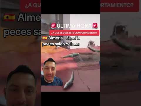 #almería #noticias #peces #hoy #findelmundo #terremoto #tsunami #rapto #arrebatamiento #españa #find