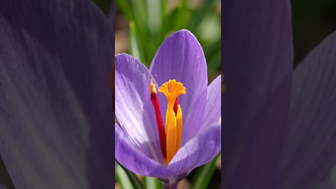 Saffron (Kesar)#Saffron #biology #education