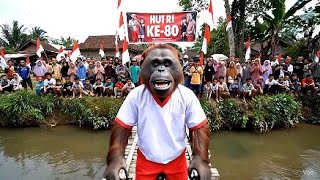 VIDEO TERLUCU ORANGUTAN AI LOMBA NAIK SEPEDA KECEBUR SUNGAI! HUT.RI KE-80 SEMUA PENONTON KETAWA