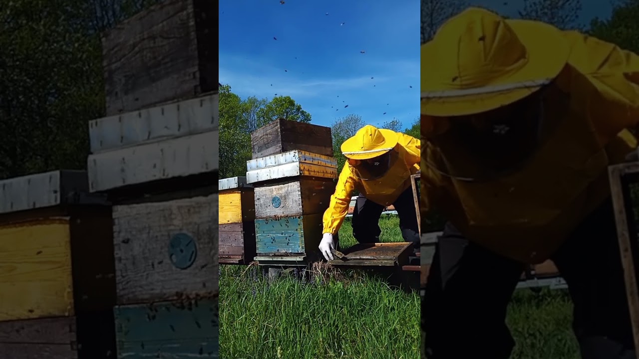 Proširenje, pojačavanje pčelinjih zajednica za visoke prinose meda. 20.4.25.