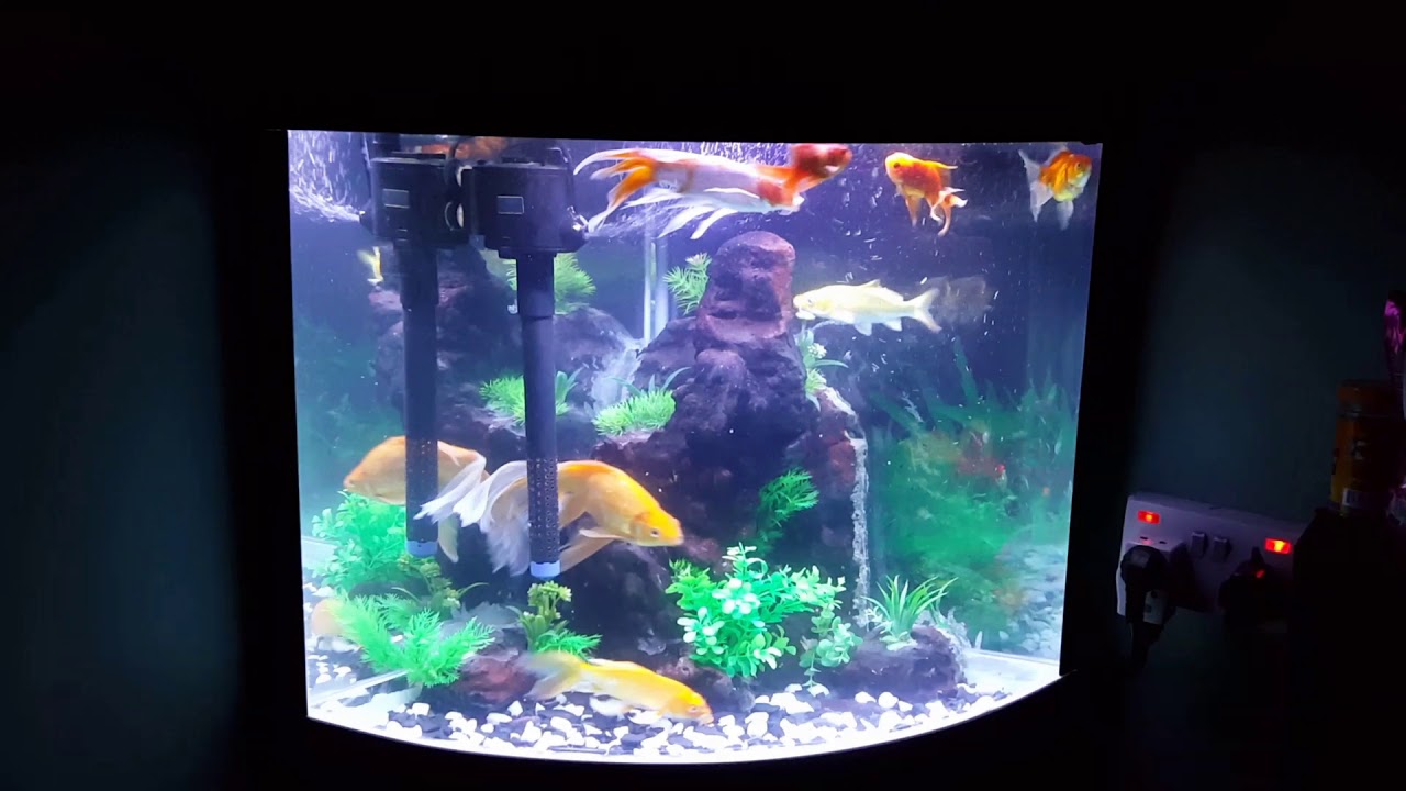Home Aquarium YouTube