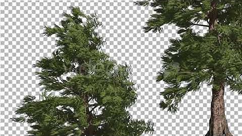 Western Red Cedar Two Trees Coniferous Evergreen | Motion Graphics - Envato elements