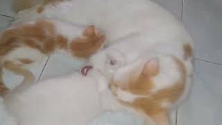 the mother of kitten mochi and kitten kiko always bathes her child on time... by Kucing Desa 1,105 views 1 year ago 2 minutes, 37 seconds