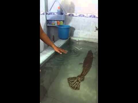 Ikan aligator makan lele (KFA) Doovi Ikan aligator makan lele (KFA) Doovi