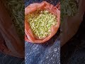 மல்லிகை பூ 💖#shorts #jasmine #dailyvlog