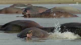 Safari Diaries Giraffe River-Crossing