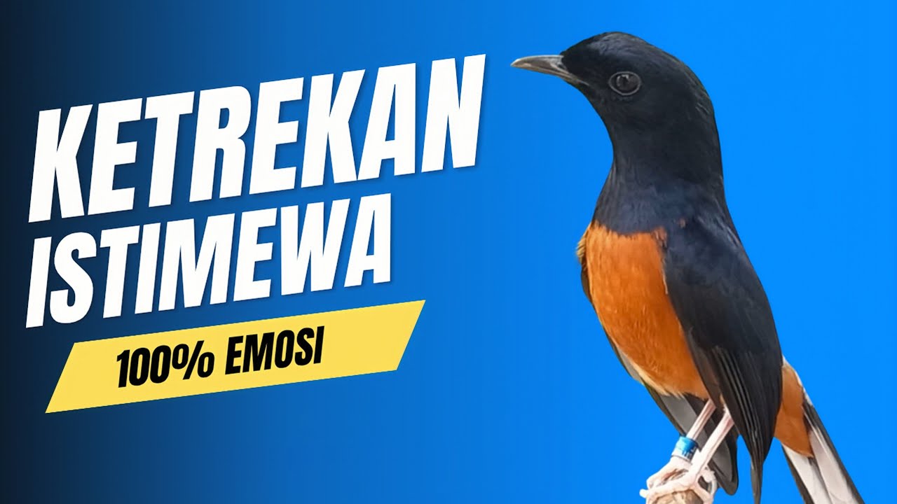 murai batu GACOR - Ketrekan terkasar untuk terapi emosi burung murai batu cepat bongkar isian 