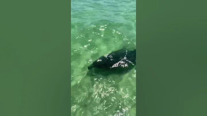 Sea Cow in the Gulf