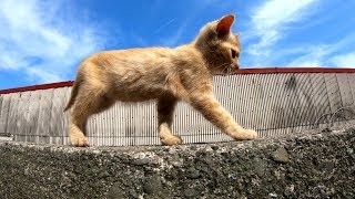 【猫島】堤防の上を堂々と歩く子猫