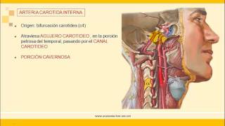 Sistema Nervioso: Irrigación de Sistema Nervioso Central (Parte 1).