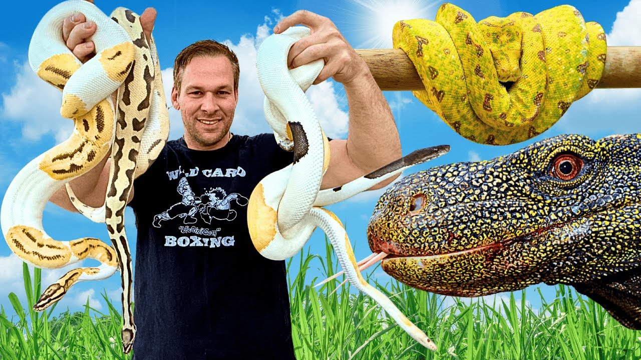 I’m Breeding Ball Pythons & Turning My Backyard Into a ZOO! 🐍