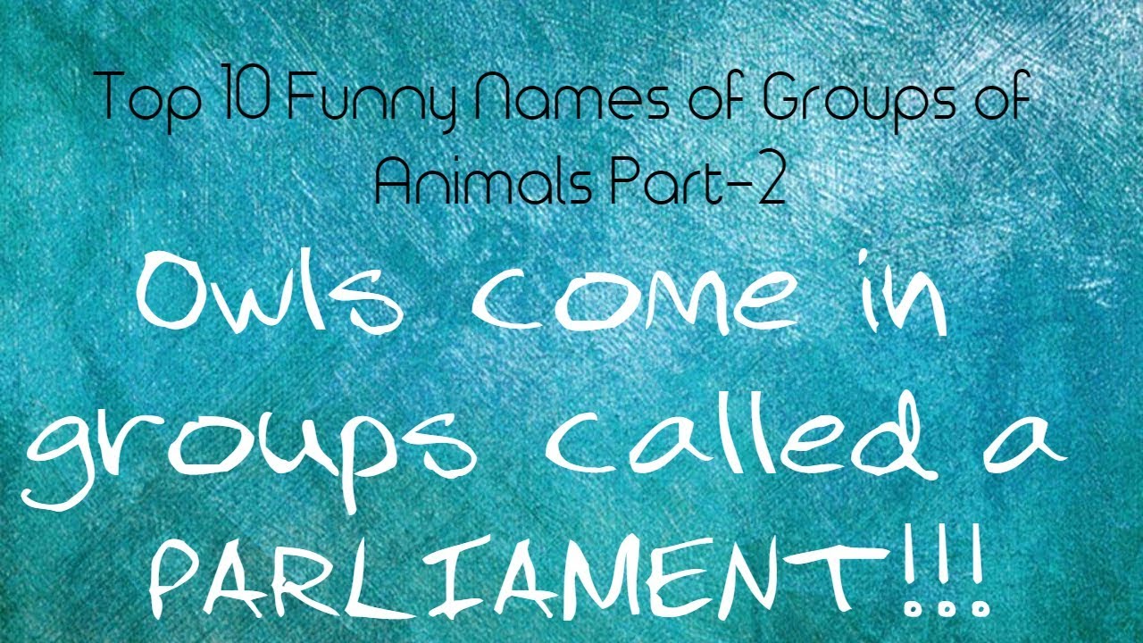 Top 10 Funny Names of Groups of Animals Part2 YouTube