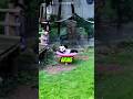 Panda bekam Überraschung 🐼