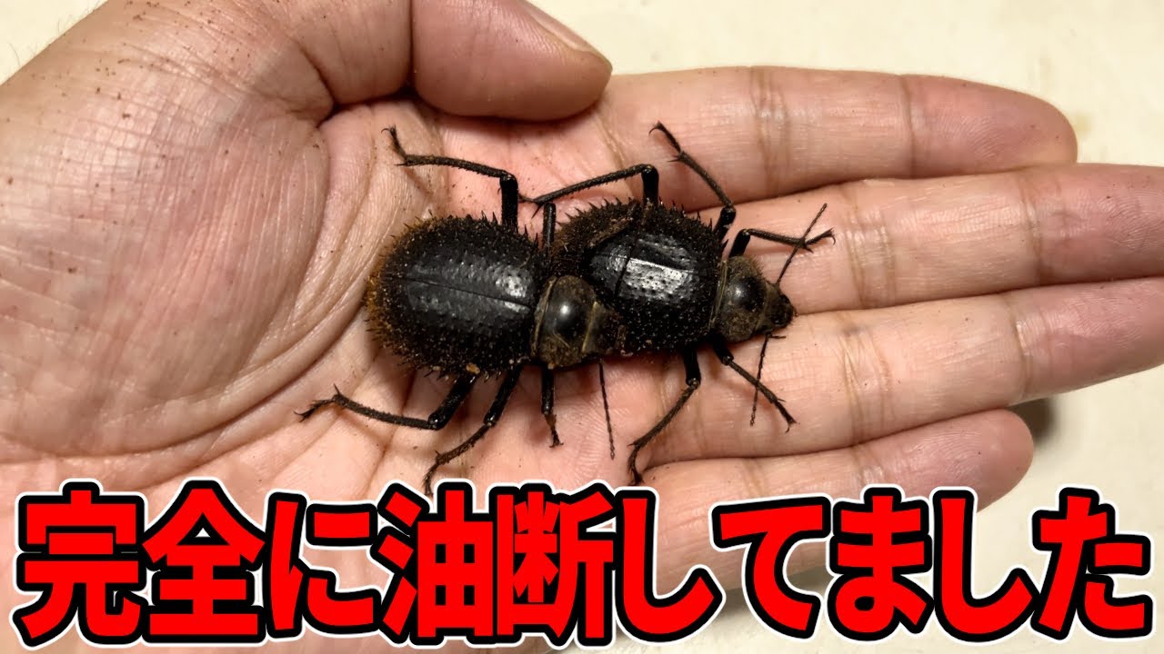 Something incredible happened to a rare, thorny insect. - YouTube