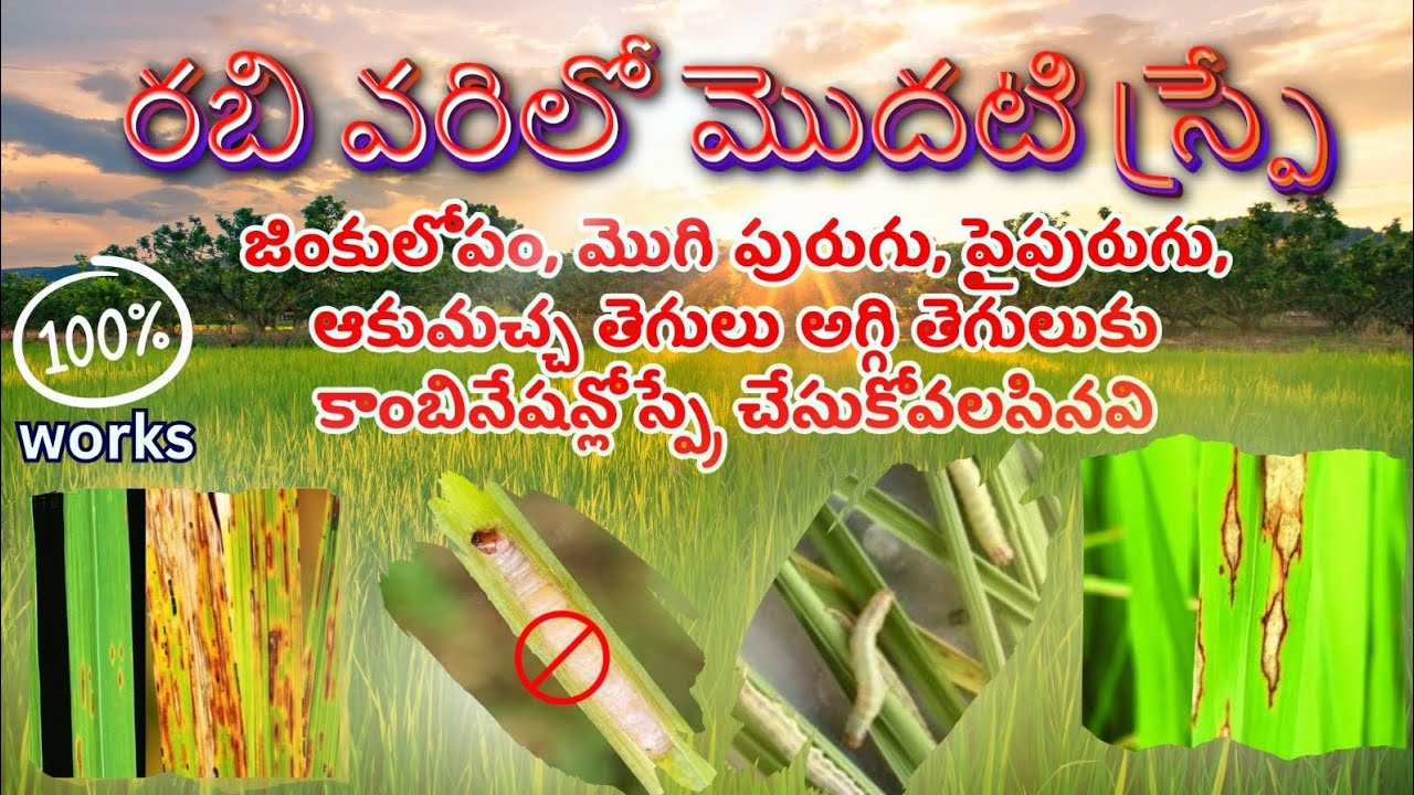 వరిలో పురుగు తెగుళ్ళకు మొదటి స్ప్రే|| #మొగిపురుగు #జింకులోపం #అగ్గితెగులు #పైపురుగు #Sagubata