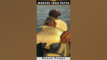 Mantau Ikan Jumbo Part 3 | Danau Tempe