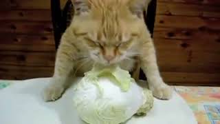 looking cat