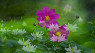 Meditation Music for Healing Relaxing Music to Healing Mind | Music Make you Feel Better #thengkiko screenshot 2
