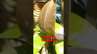 Download Lagu Yang Kusayang Pandai Berdusta Lagu Lawas Marina Elsera Obbie Messakh #obbiemessakh MP3