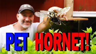 My New PET HORNET! Hornet Nest Relocation