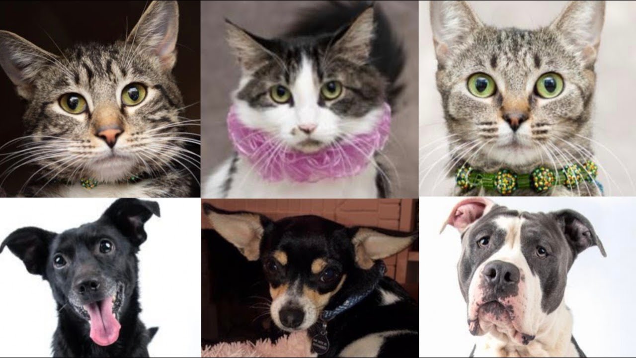 See the pets available for adoption in Sacramento YouTube