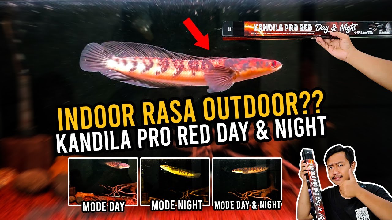 SERASA DI OUTDOOR! BEGINI LAMPU KANDILA PRO RED DAY & NIGHT!
