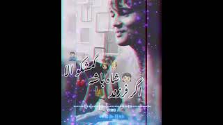 آهنگ «عاشقه زاره زاری میکنم» از ذبیح جان پروان بلبل دشت برچی😍❤️