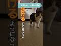 寝たきりから歩けるようになりました #四肢麻痺 #寝たきり #リハビリ #ねこ #shorts