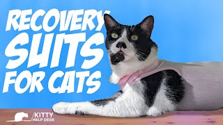 Does Your Cat Need a Recovery Suit?