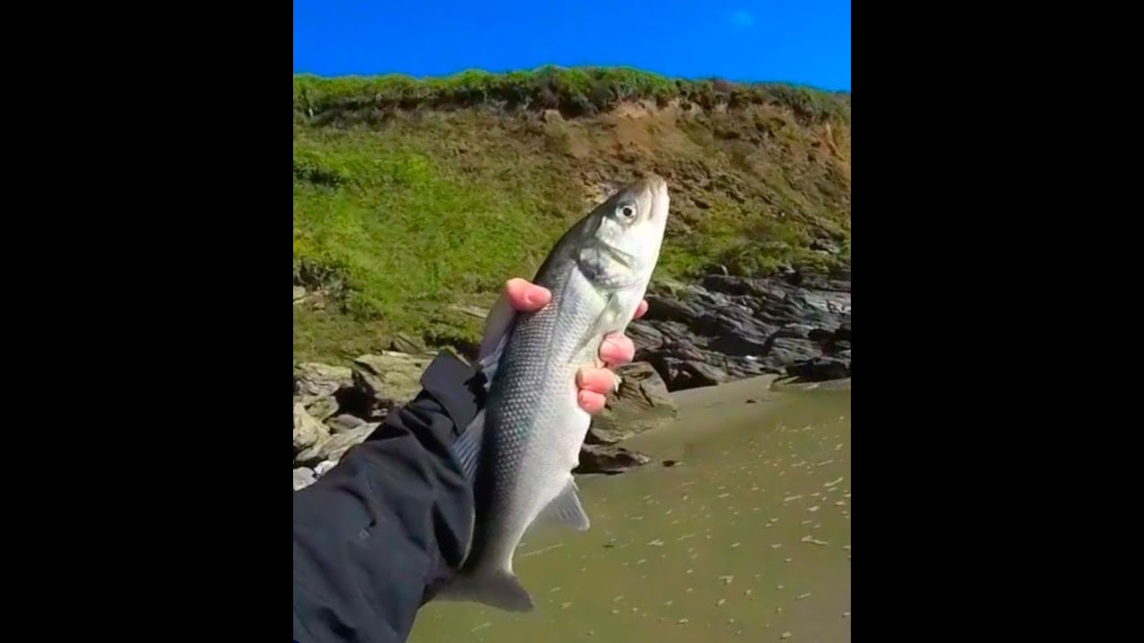 Cornwall Bass and Garfish On Lures 02 10 22 YouTube