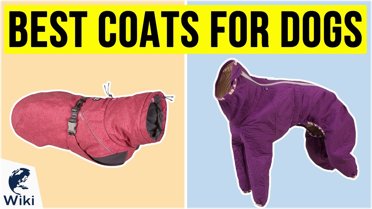 10 Best Coats For Dogs 2020 YouTube