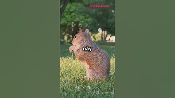 5 SỰ THẬT THÚ VỊ VỀ LOÀI SÓC CÓ THỂ BẠN CHƯA BIẾT #shorts #thegioidieuki