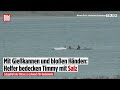 Mit Gießkannen und Händen: Buckelwal Timmy wird nachgesalzen für den Atlantik