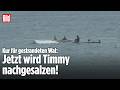 Mit Gießkannen und Händen: Buckelwal Timmy wird nachgesalzen für den Atlantik