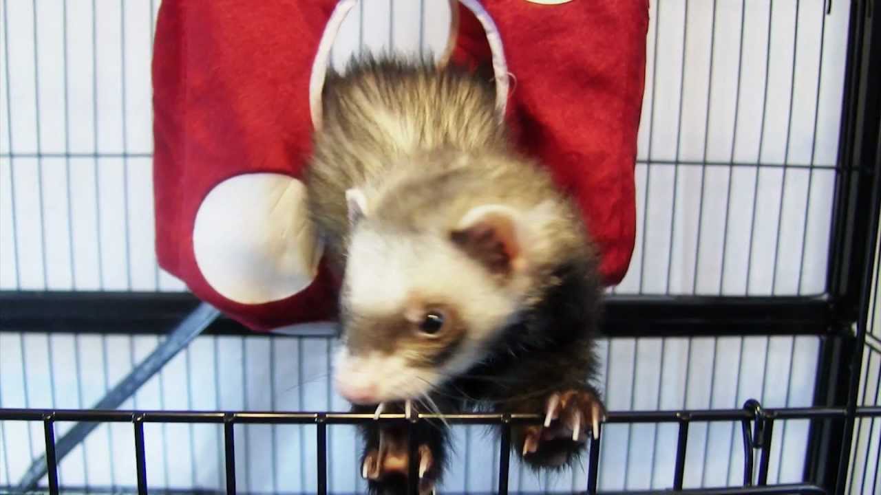 Marshall Pet Products - High Roller Fuzzy Dice