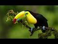 Reset Your Nervous System in Minutes 🌧️🍃 Gentle Rain and Birdsong to Calm the Mind and Melt Stress