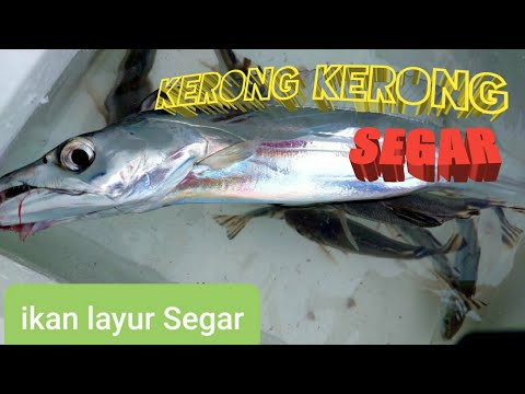 IKAN LAYUR DAN KERONG KERONG KONDISI HIDUP - YouTube