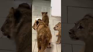 Oleg Zubkov - The Lion Man and His Lions