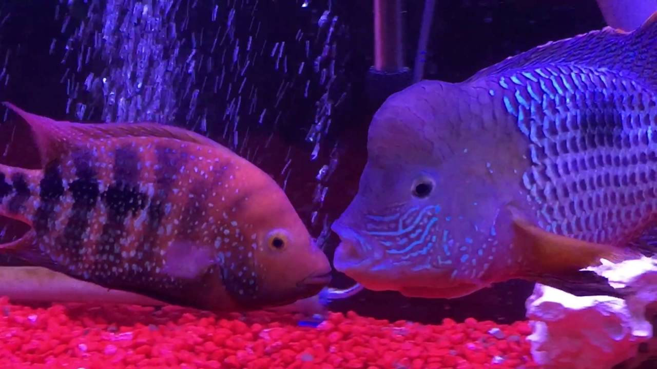 camera iphone 8 plus apk Green terror breeding with the Texas hybrid