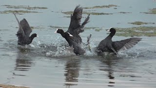 Fighting coots. by watermelon 6,372 views 9 years ago 2 minutes, 5 seconds