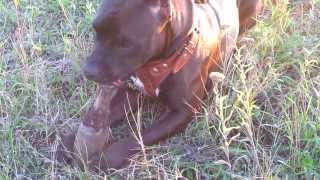Любимое занятие моей собаки I A favorite pastime of my dog Любимое занятие моей собаки I A favorite pastime of my dog