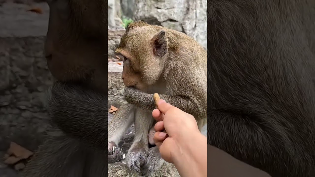 SELF-CONTROL SUPERSTAR: Monkey Brother Stops Eating When Full! 🐒😂