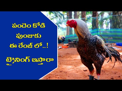 పందెంకోడి పెంపకం ఎలా ఉంటుందో తెలుసా?||Training Process Of Pandemkodi||Kodipandalu